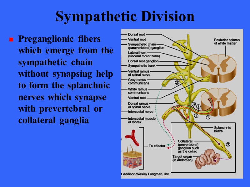 Sympathetic Division Preganglionic fibers which emerge from the sympathetic chain without synapsing help to